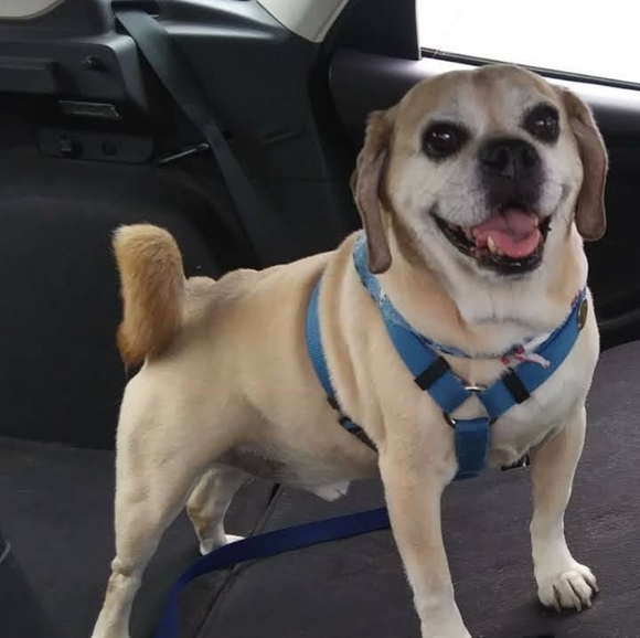 Meet your Posher, Jennifer - Picture 6 of 6